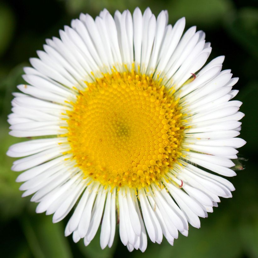 Strand-Berufkraut - Erigeron glaucus (Flowering)