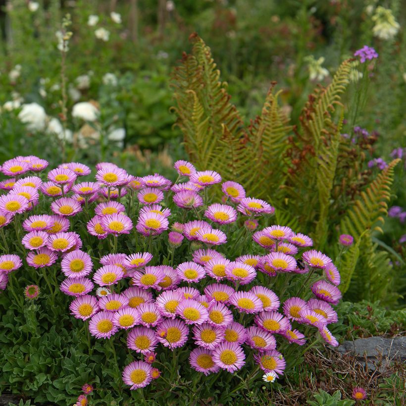 Strand-Berufkraut - Erigeron glaucus (Plant habit)