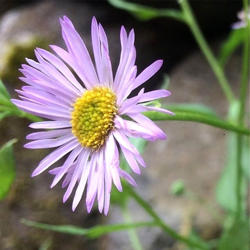 Karwinskis Feinstrahl Lavender Lady - Erigeron karvinskianus (Flowering)