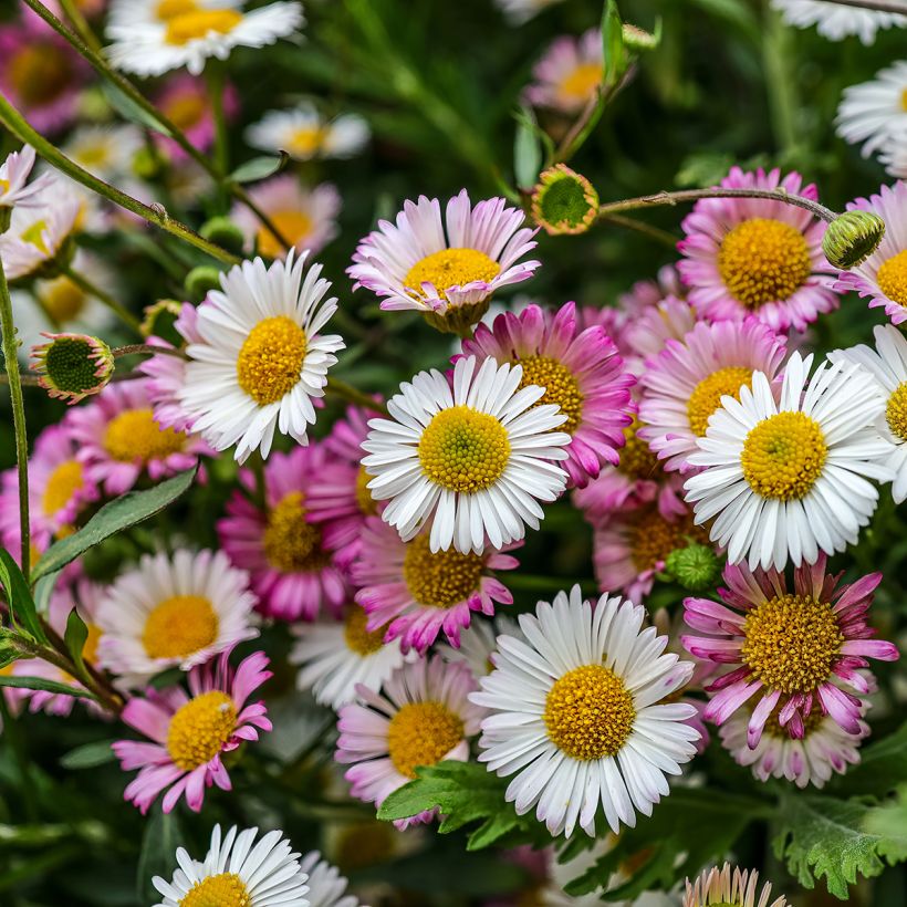 Karwinskis Feinstrahl - Erigeron karvinskianus (Flowering)