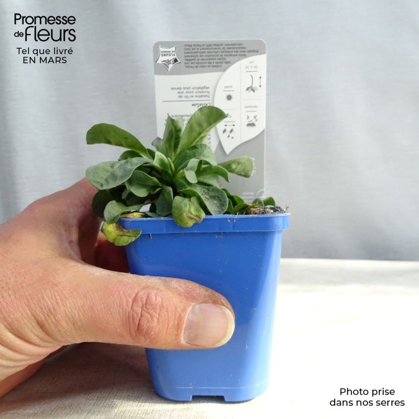 Exemplar von Berufkraut - Erigeron leiomerus Kleine Töpfe von 7/8 cm wie im Winter geliefert