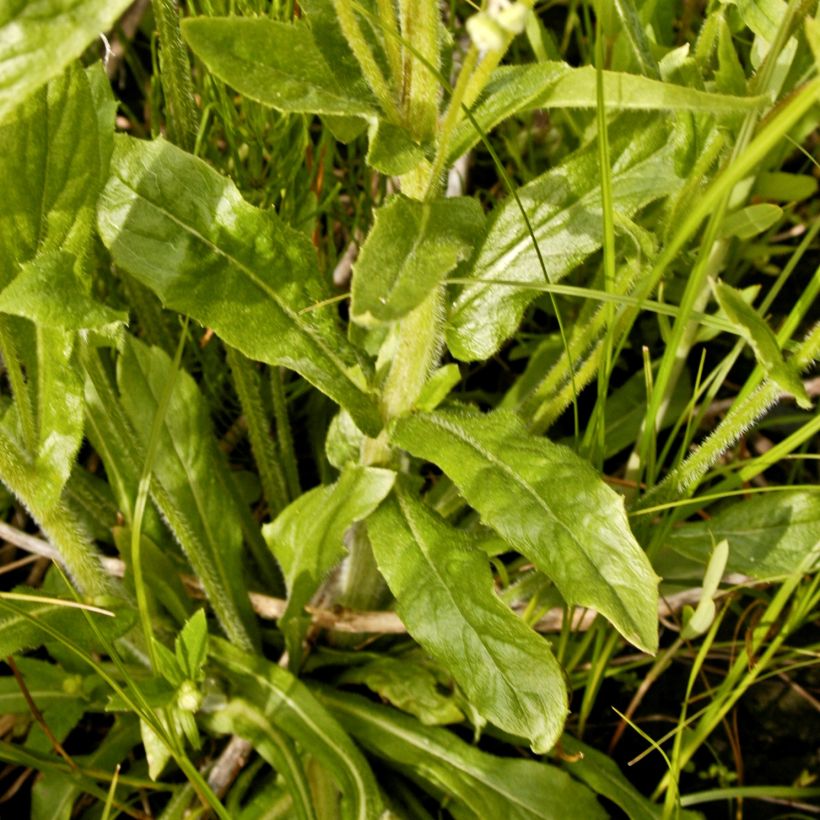Berufkraut - Erigeron philadelphicus (Foliage)