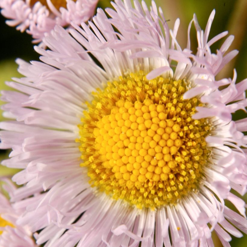 Berufkraut - Erigeron philadelphicus (Flowering)