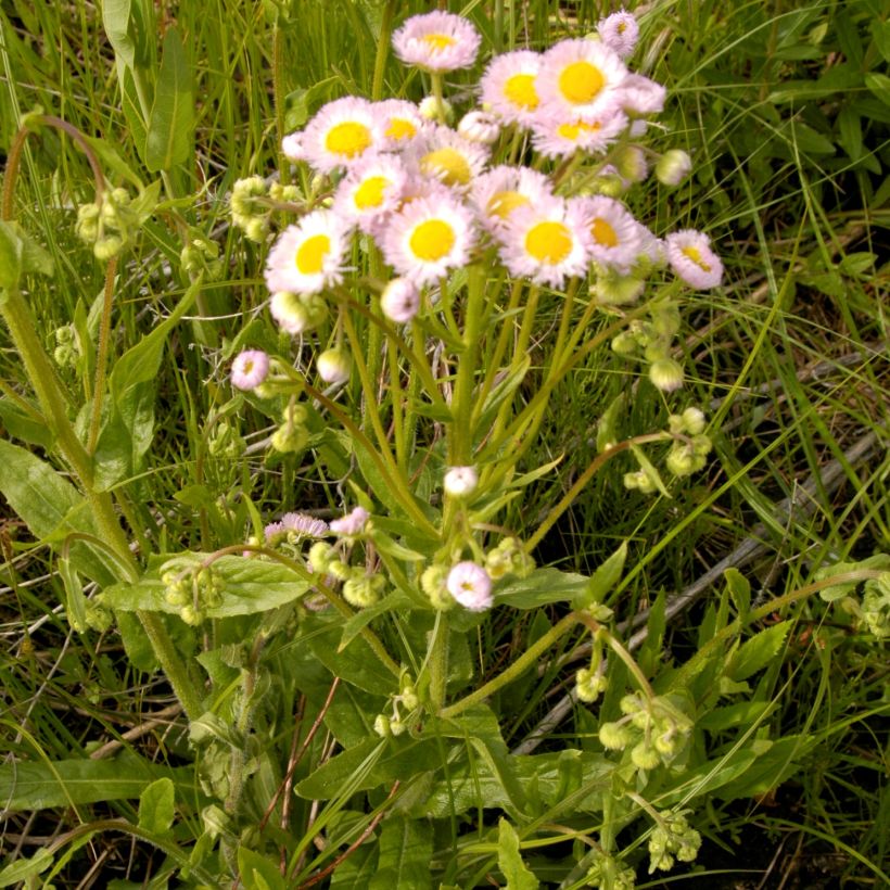 Berufkraut - Erigeron philadelphicus (Plant habit)