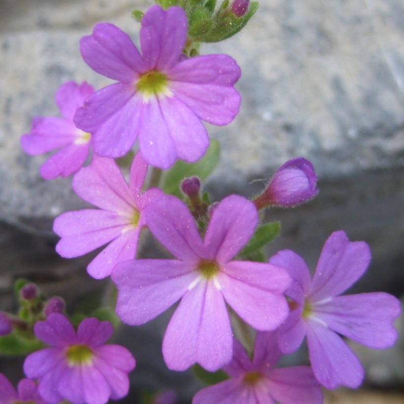 Erinus alpinus - Leberbalsam (Flowering)