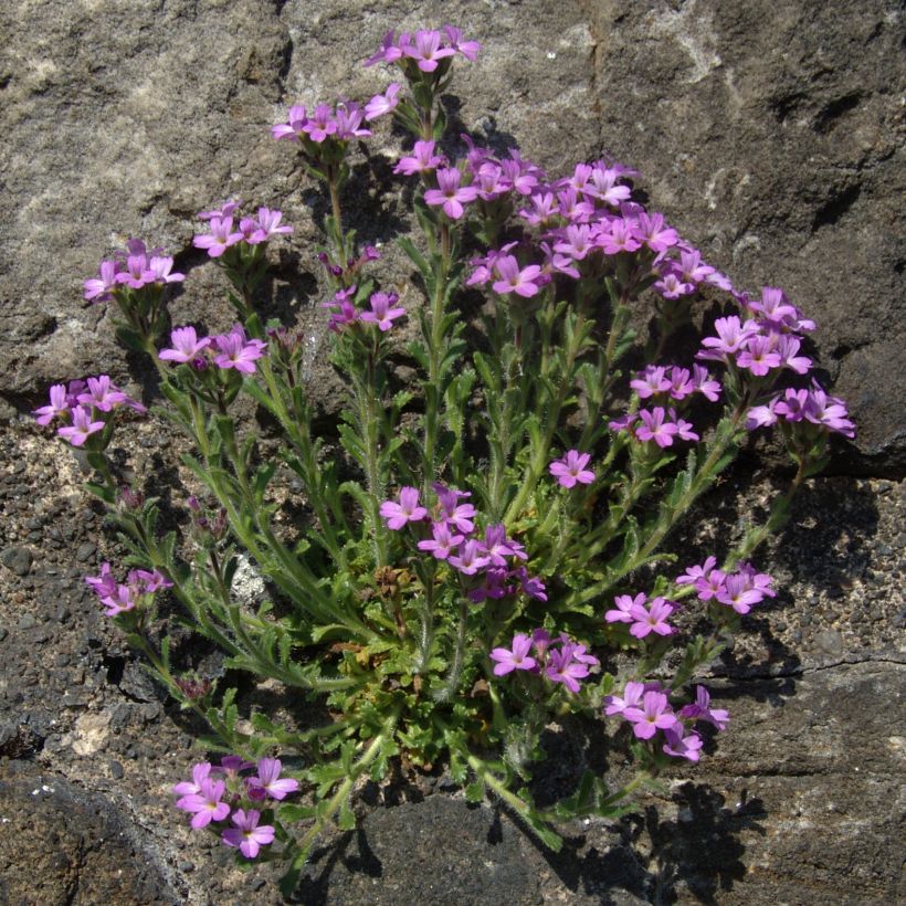 Erinus alpinus - Leberbalsam (Plant habit)