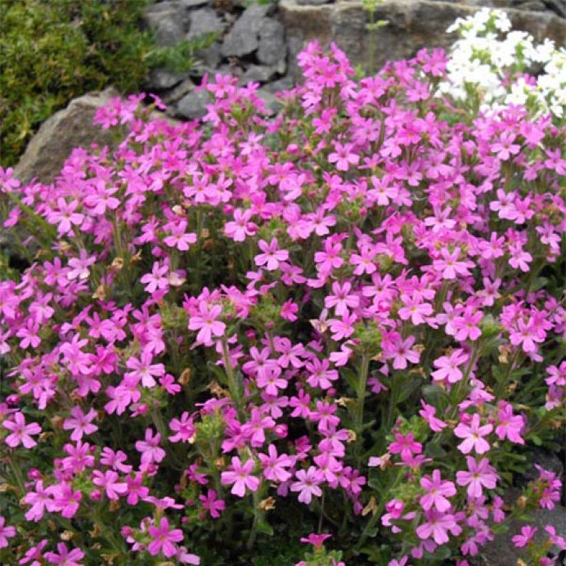 Erinus alpinus Hähnle - Leberbalsam (Flowering)