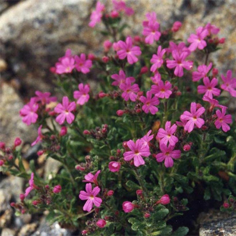 Erinus alpinus Hähnle - Leberbalsam (Plant habit)