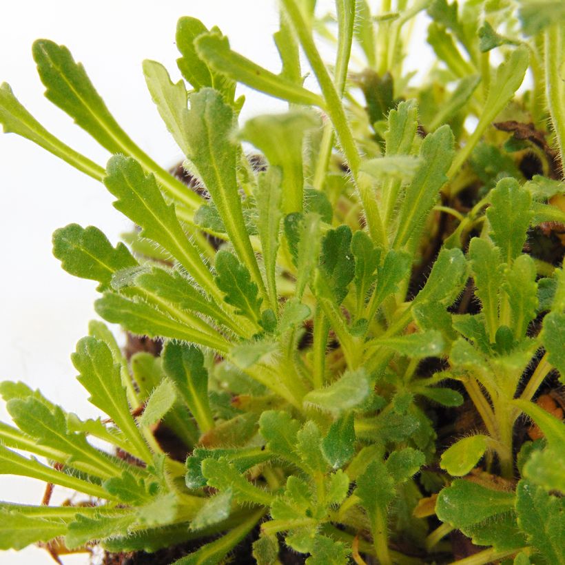 Erinus alpinus Hähnle - Leberbalsam (Foliage)