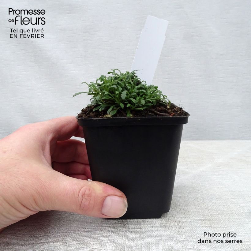 Example of Erinus alpinus Hähnle - Leberbalsam Kleine Töpfe von 8/9 cm as you get in hiver