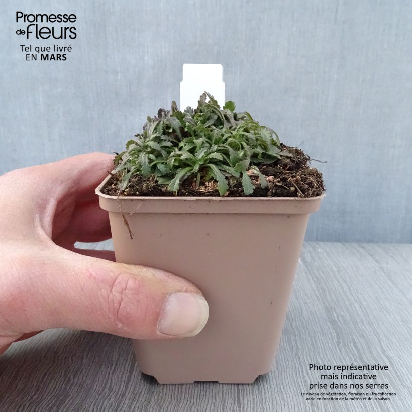 Exemplar von Erinus alpinus Hähnle - Leberbalsam Kleine Töpfe von 8/9 cm wie im Frühjahr geliefert