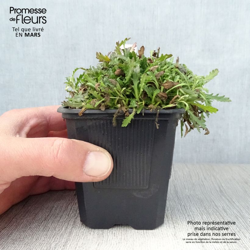 Exemplar von Erinus alpinus - Leberbalsam Kleine Töpfe von 8/9 cm wie im Frühjahr geliefert