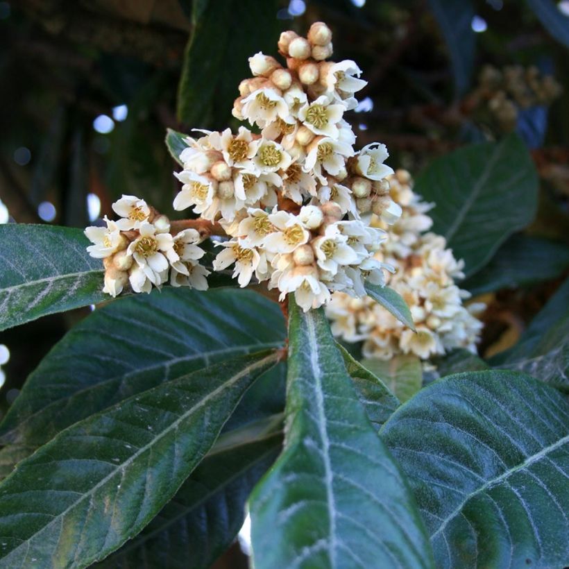 Japanische Wollmispel - Eriobotrya x japonica (Flowering)
