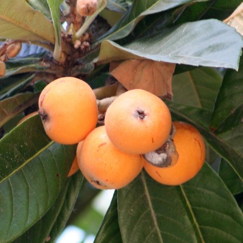 Japanische Wollmispel - Eriobotrya x japonica (Harvest)