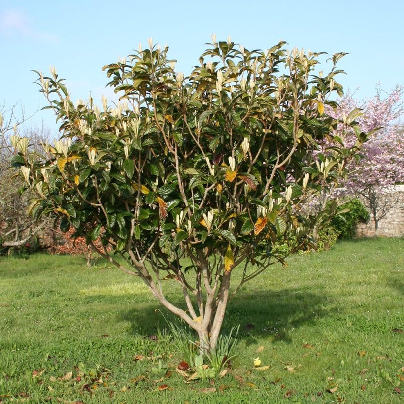 Japanische Wollmispel - Eriobotrya x japonica (Plant habit)