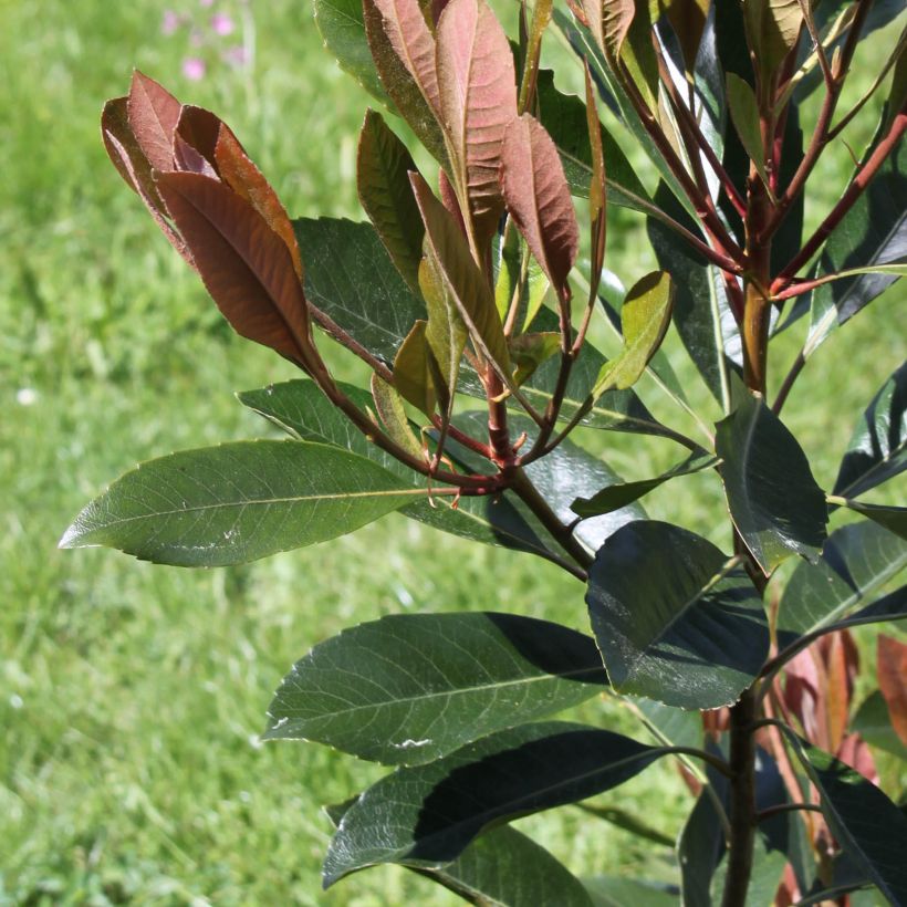 Rhaphiobotrya Coppertone (Foliage)
