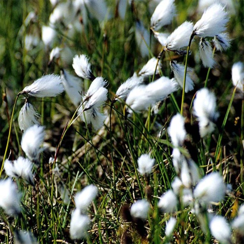 Eriophoron angustifolium - Schmalblättriges Wollgras (Flowering)