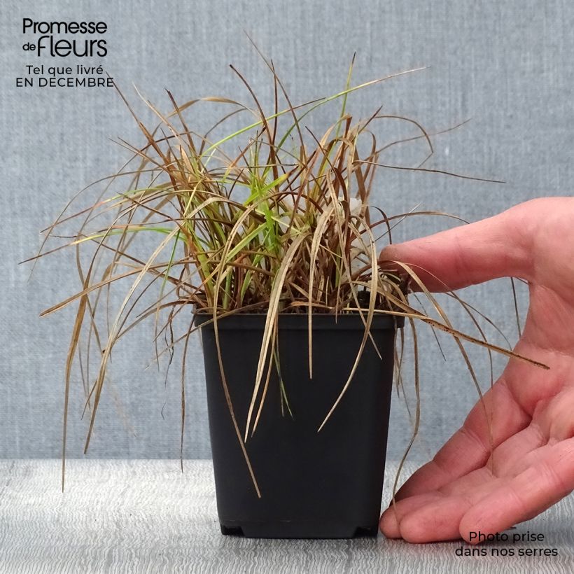 Exemplar von Eriophoron angustifolium - Schmalblättriges Wollgras Kleine Töpfe von 8/9 cm wie im Winter geliefert