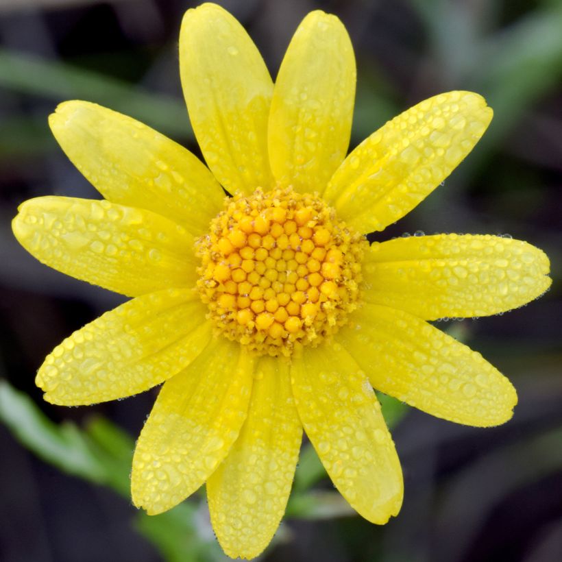 Eriophyllum lanatum Pointe - Großköpfiges Wollblatt (Flowering)