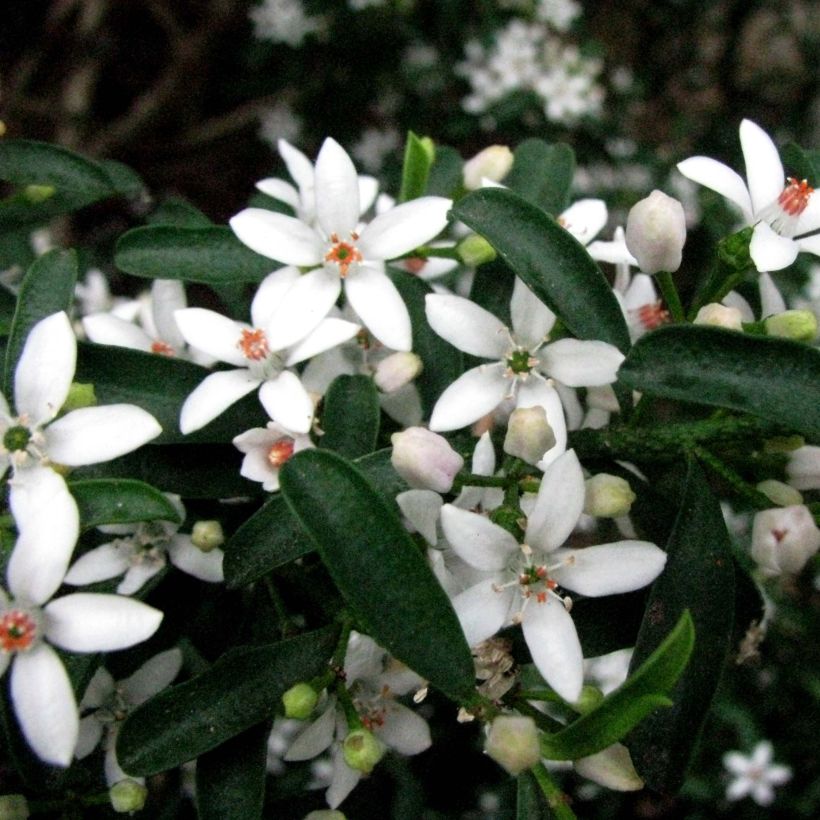 Eriostemon myoporoides - Langblättrige Wachsblume (Flowering)