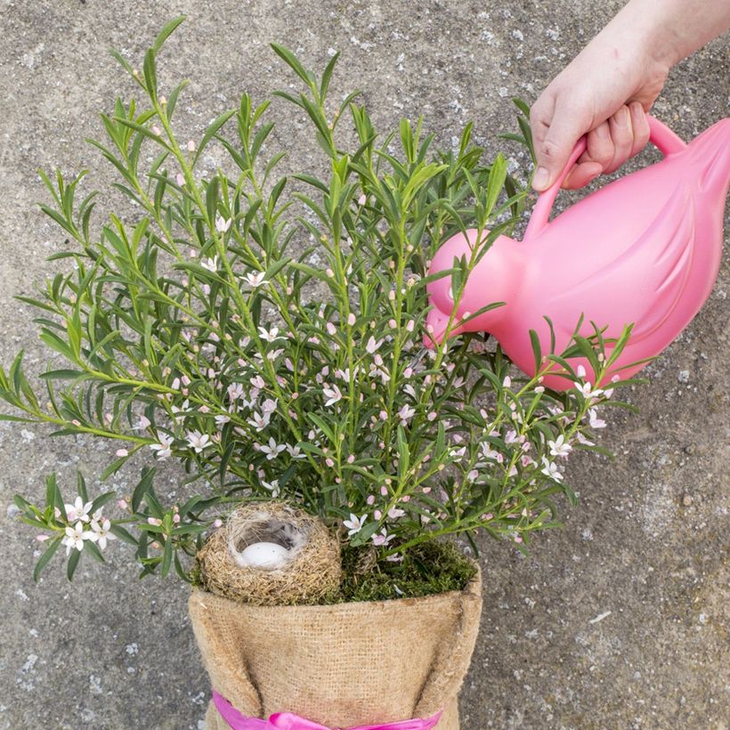 Eriostemon myoporoides Flower Girl Pink - Langblättrige Wachsblume (Hafen)
