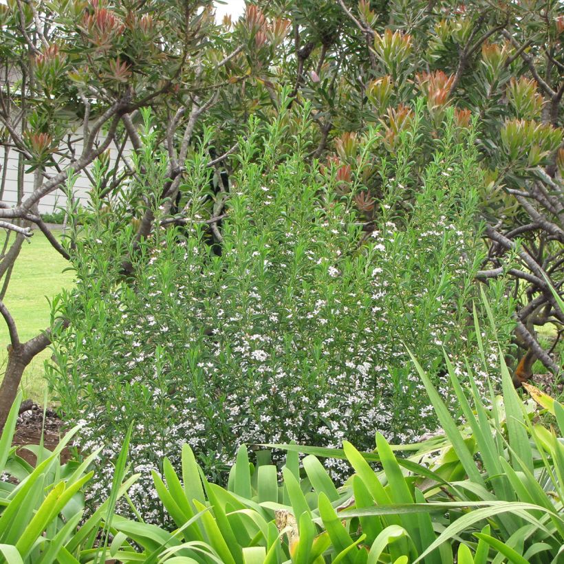 Eriostemon myoporoides - Langblättrige Wachsblume (Plant habit)