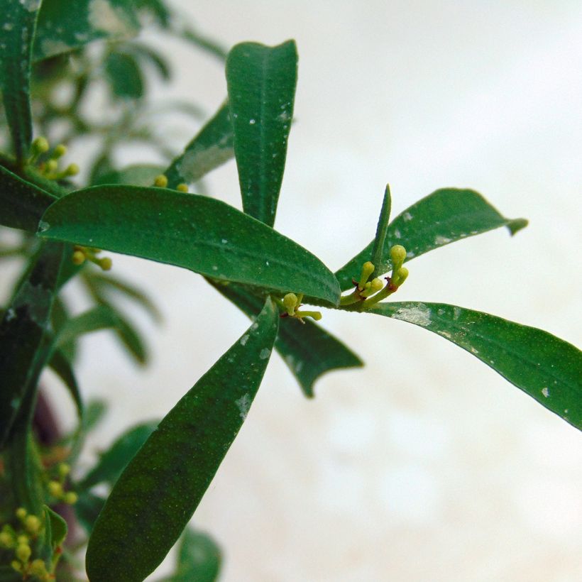 Eriostemon myoporoides - Langblättrige Wachsblume (Foliage)