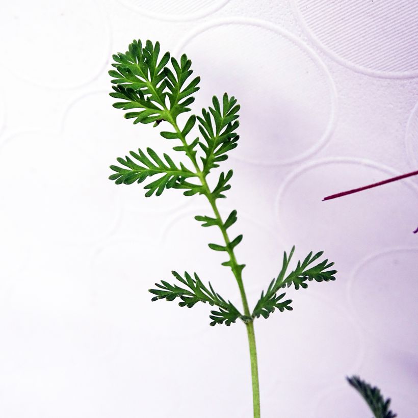 Erodium Stephanie - Reiherschnabel (Foliage)