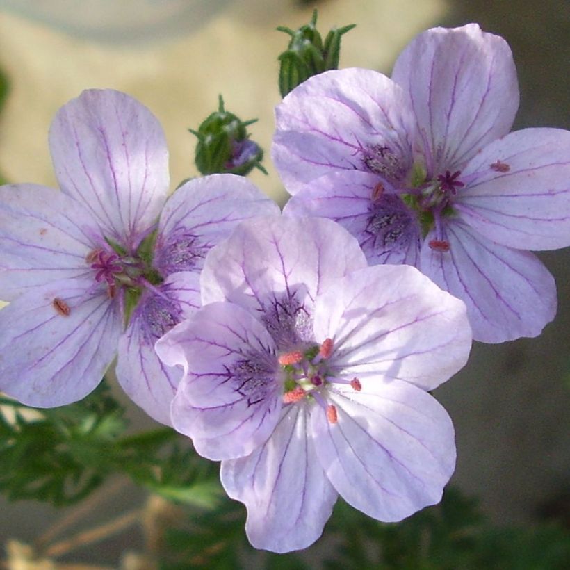 Erodium Stephanie - Reiherschnabel (Flowering)