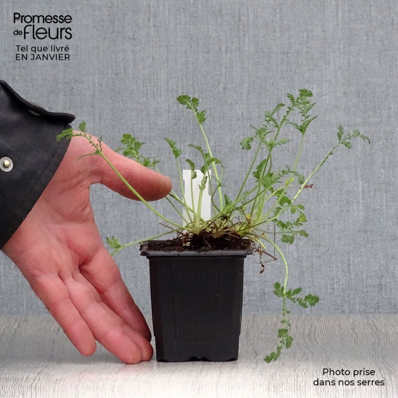 Exemplar von Erodium Stephanie - Reiherschnabel Kleine Töpfe von 8/9 cm wie im Winter geliefert