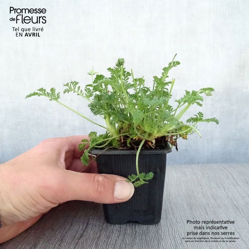 Exemplar von Erodium Stephanie - Reiherschnabel Kleine Töpfe von 8/9 cm wie im Frühjahr geliefert