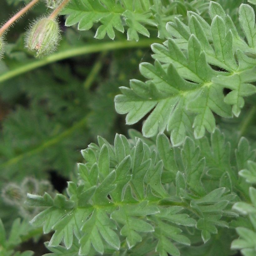 Erodium chrysanthum - Gelber Reiherschnabel (Foliage)