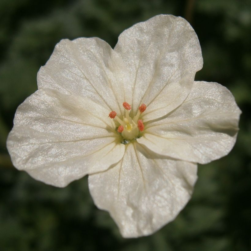 Erodium chrysanthum - Gelber Reiherschnabel (Flowering)