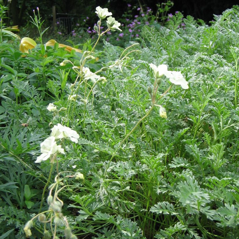 Erodium chrysanthum - Gelber Reiherschnabel (Plant habit)