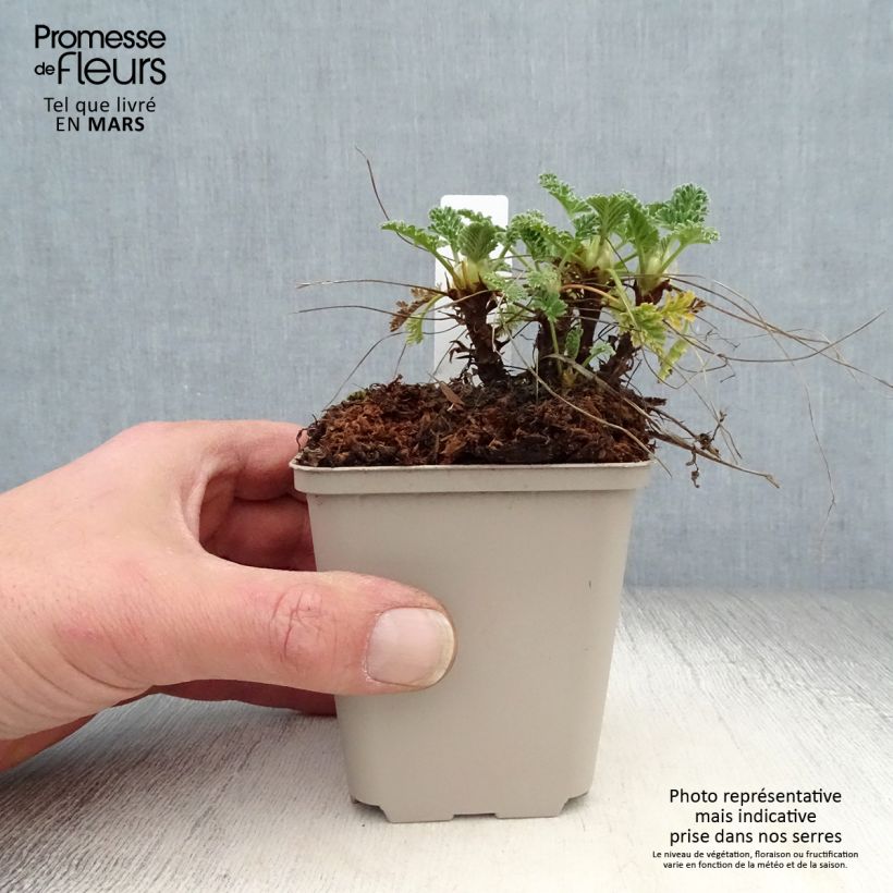 Exemplar von Erodium chrysanthum - Gelber Reiherschnabel Kleine Töpfe von 8/9 cm wie im Frühjahr geliefert