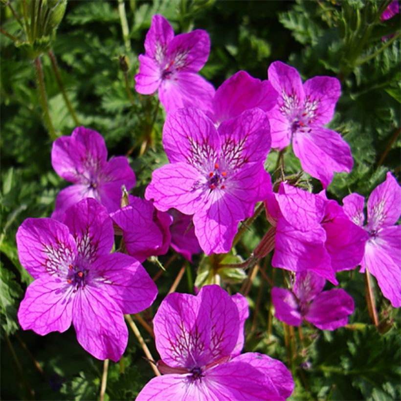 Erodium manescavii - Großer Purpur-Reiherschnabel (Flowering)