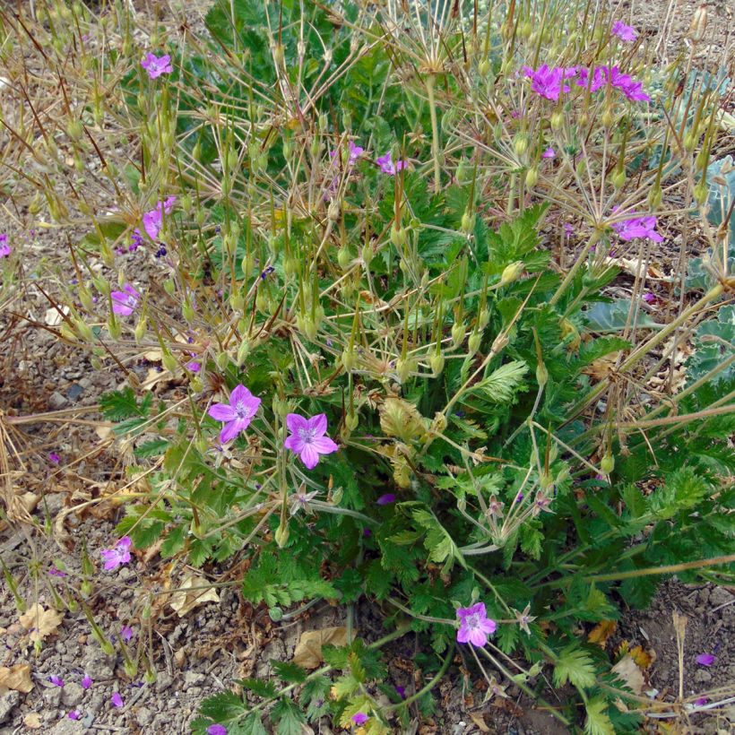Erodium manescavii - Großer Purpur-Reiherschnabel (Plant habit)