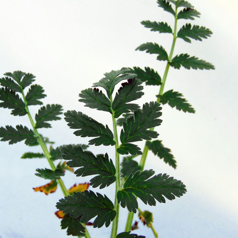 Erodium manescavii - Großer Purpur-Reiherschnabel (Foliage)