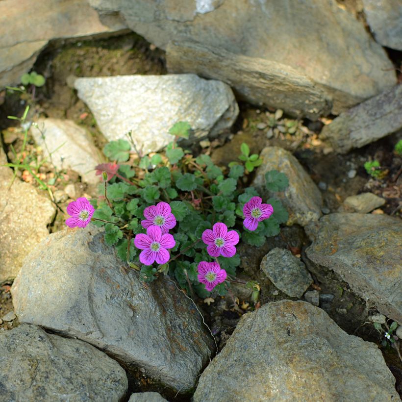 Erodium Bishop's Form - Reiherschnabel (Plant habit)