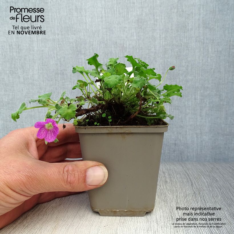Example of Erodium Bishop's Form - Reiherschnabel Kleine Töpfe von 8/9 cm as you get in automne