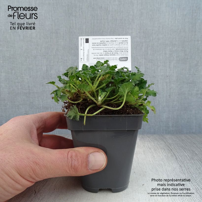 Exemplar von Erodium Bishop's Form - Reiherschnabel Kleine Töpfe von 8/9 cm wie im Winter geliefert