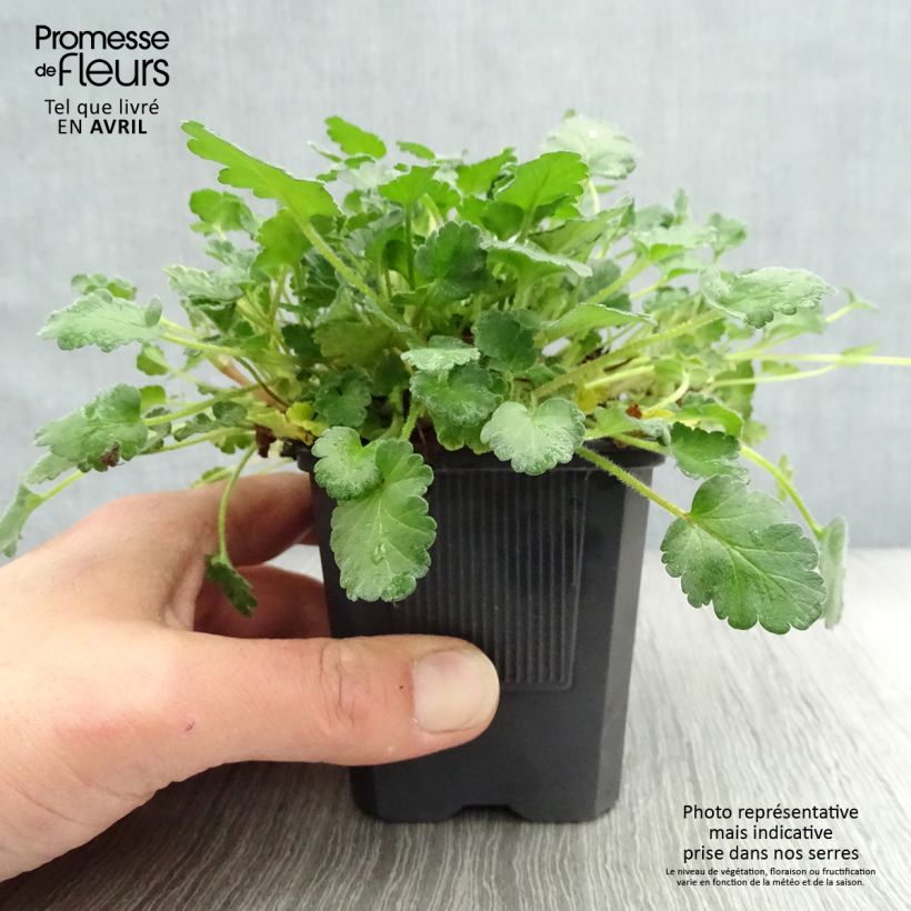 Exemplar von Erodium Bishop's Form - Reiherschnabel Kleine Töpfe von 8/9 cm wie im Frühjahr geliefert