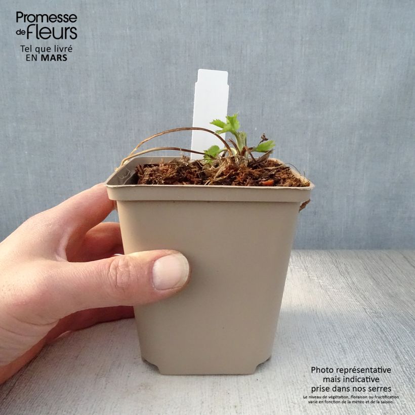 Exemplar von Eryngium zabelii Jos Eijking - Garten-Mannstreu Kleine Töpfe von 8/9 cm wie im Frühjahr geliefert