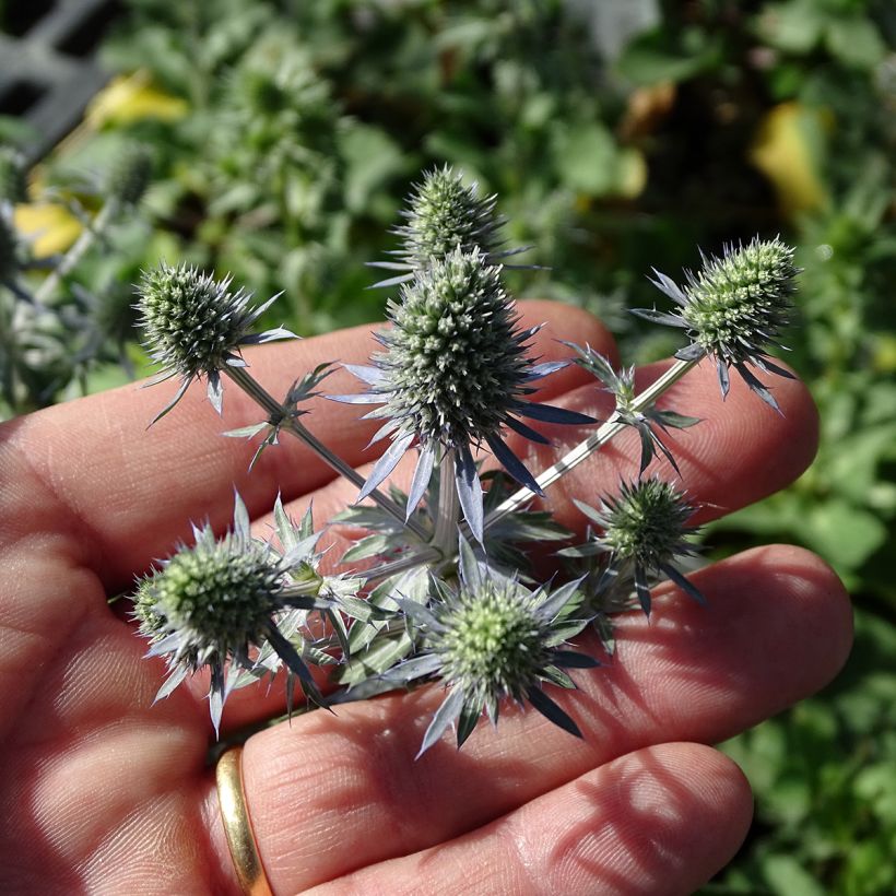 Eryngium planum Tiny Jackpot - Flachblättrige Mannstreu (Flowering)