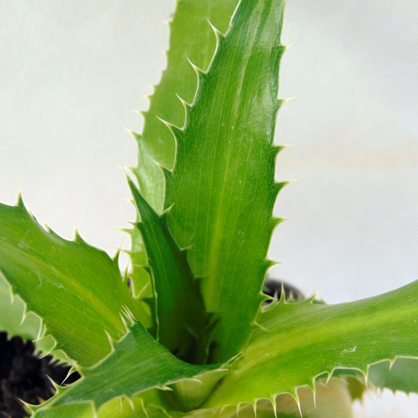 Eryngium agavifolium - Agavenblättrige Mannstreu (Foliage)
