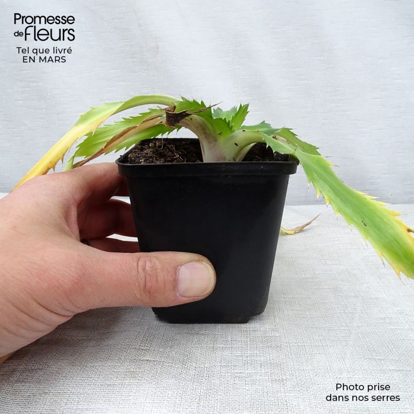 Exemplar von Eryngium agavifolium - Agavenblättrige Mannstreu Kleine Töpfe von 8/9 cm wie im Frühjahr geliefert