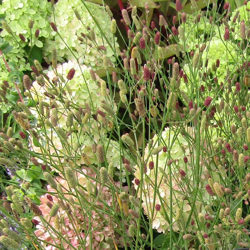 Eryngium ebracteatum var. poterioides - Mannstreu (Flowering)