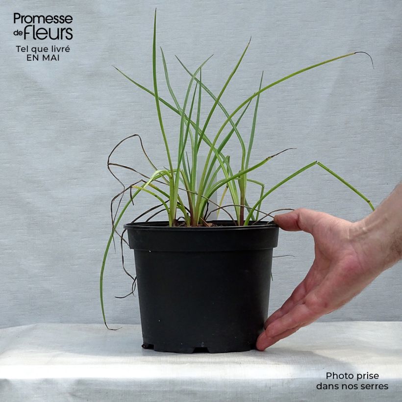 Exemplar von Eryngium ebracteatum var. poterioides - Mannstreu Topf mit 2L/3L wie im Frühjahr geliefert