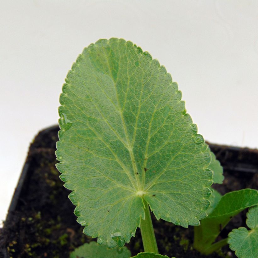 Eryngium giganteum - Elfenbeindistel (Foliage)