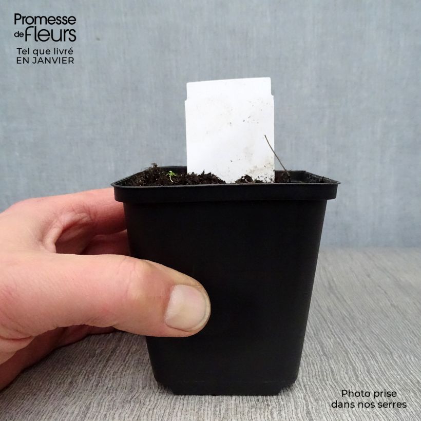 Exemplar von Eryngium giganteum - Elfenbeindistel Kleine Töpfe von 8/9 cm wie im Winter geliefert